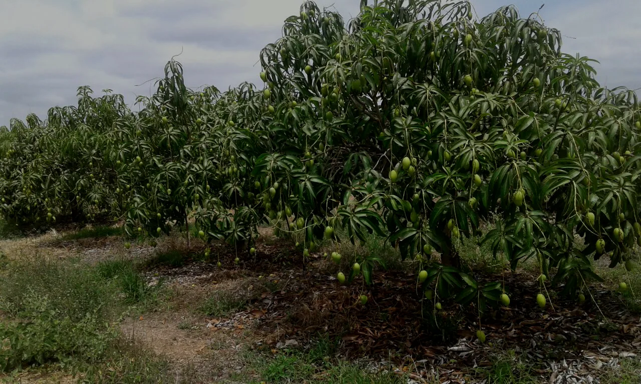 árboles de mango